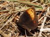 Erebia zapateri