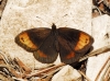 Erebia zapateri