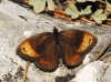 Erebia zapateri