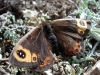 Erebia epistygne