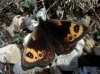 Erebia epistygne