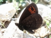 Erebia triaria Erebia triaria