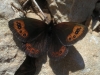 Erebia triaria Erebia triaria