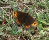 Erebia triaria Erebia triaria
