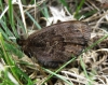 Erebia triaria Erebia triaria