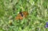 Euphydryas aurinia