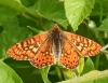 Euphydryas aurinia