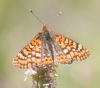 Euphydryas aurinia