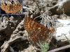 Euphydryas aurinia