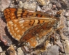 Euphydryas aurinia