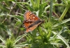 Euphydryas desfontainii