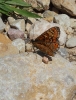 Euphydryas desfontainii