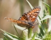 Euphydryas desfontainii