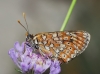 Euphydryas desfontainii