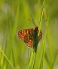 Euphydryas aurinia