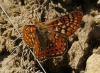 Euphydryas aurinia