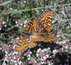 Euphydryas desfontainii