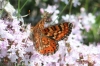 Euphydryas desfontainii