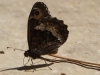 Hipparchia fagi