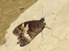 Hipparchia fagi