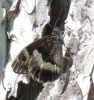 Hipparchia fagi
