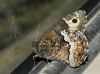 Hipparchia fagi