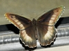 Hipparchia fagi