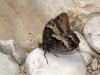Hipparchia fagi