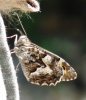 Hipparchia semele