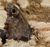 Hipparchia statilinus