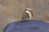 Hipparchia cf. fagi