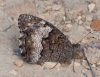 Hipparchia cf. fagi