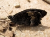 Hipparchia cf. fagi