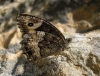 Hipparchia fagi