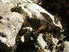 Hipparchia fagi
