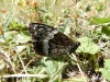 Hipparchia fagi