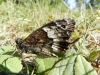 Hipparchia fagi