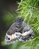 Hipparchia fagi