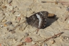 Hipparchia fagi
