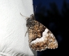 Hipparchia fagi