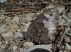 Hippargia fagi