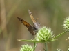 Hyponephele lupinus