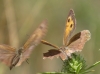 Hyponephele lupinus