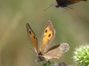 Hyponephele lupinus