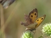 Hyponephele lupinus