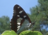 Limenitis reducta