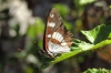 Limenitis reducta