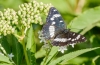 Limenitis reducta
