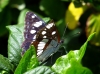 Limenitis reducta
