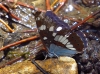 Limenitis reducta